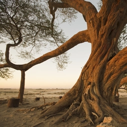 Bahrain Sightseeing Tour Desert Marvels and Wildlife